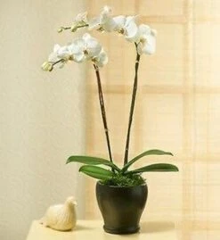 Send 'PHALEONOPSIS ORCHID PLAN IN POT WITH TWO STEMS' To Turkey