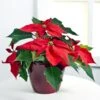 Send 'Red Poinsettia' To Estonia 2 Send 'Red Poinsettia' To Estonia -Plants Ventas 509606 1