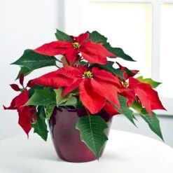 Send 'Red Poinsettia' To Estonia