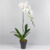 Send 'White Phalaenopsis' To Thailand