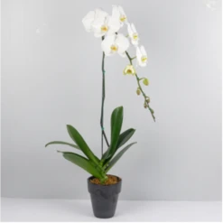 Send 'White Phalaenopsis' To Thailand