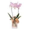 Send 'Floral Arrangement With Pink Orchid' To Czech Republic 1 Send 'Floral Arrangement With Pink Orchid' To Czech Republic -Plants Ventas 526628