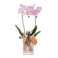 Send 'Floral Arrangement With Pink Orchid' To Czech Republic