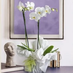 Send 'Orchidea Bianca' To Italy