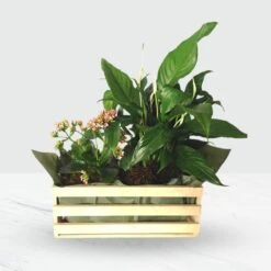 Send 'Mixed Plants In Box' To South Africa