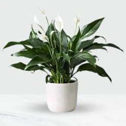Send 'Potted Spathiphyllum' To South Africa