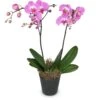 Send 'Pink Dream (orchid)' To Switzerland -Plants Ventas 531926