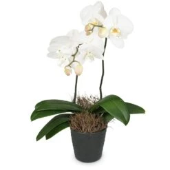 Send 'White Orchid (Phalaenopsis)' To Austria
