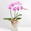 Send 'Pink Orchid In Vase' To Germany -Plants Ventas 535071