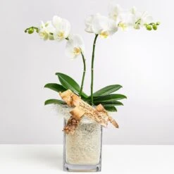 Send 'White Orchid In Vase' To Germany