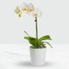 Send 'Phalaenopsis Orchid In Pot' To Mozambique -Plants Ventas 544478 1