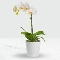 Send 'Phalaenopsis Orchid In Pot' To Mozambique