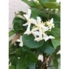 Send 'Jasmine Plant' To Thailand -Plants Ventas 545770 2
