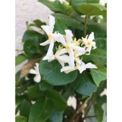 Send 'Jasmine Plant' To Thailand