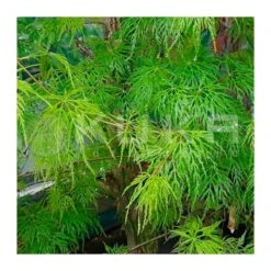 Acer Palmatum Emerald Lace