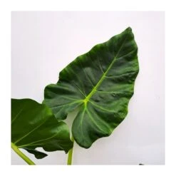 Alocasia Lutea