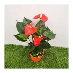 Anthurium Andreanum Orange