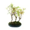 Bonsái Acer Buergerianum -Plants Ventas bonsai acer buergerianum