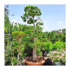 Bonsái Ficus Ginseng Ejemplar