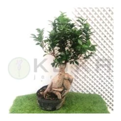 Plants Ventas -Plants Ventas bonsai ficus microcarpa 1