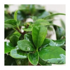 Ficus Ginseng Microcarpa Pre-bonsái