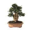 Bonsai Olea Europaea 29 Años -Plants Ventas bonsai olea europaea 29 anos