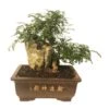 Bonsai Zanthoxylum Piperitum -Plants Ventas bonsai zanthoxylum piperitum