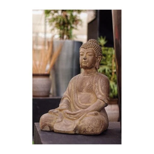 Buddha Viro -Plants Ventas buddha viro