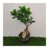 Ficus Ginseng Pre-bonsái 1 Ficus Ginseng Pre-bonsái -Plants Ventas ficus ginseng pre bonsai