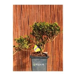 Bonsái Ilex Crenata