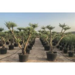 Plants Ventas -Plants Ventas olivo recortado con formas de platos 1