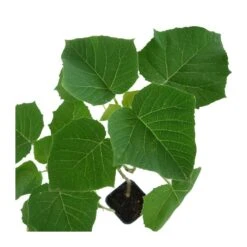 Plants Ventas -Plants Ventas paulownia cotevisa 2 1