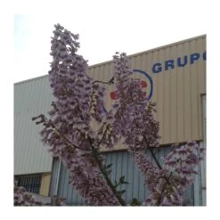 Paulownia Cotevisa 2 -Plants Ventas paulownia cotevisa 2 2