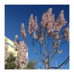 Paulownia Cotevisa 2 -Plants Ventas paulownia cotevisa 2 3