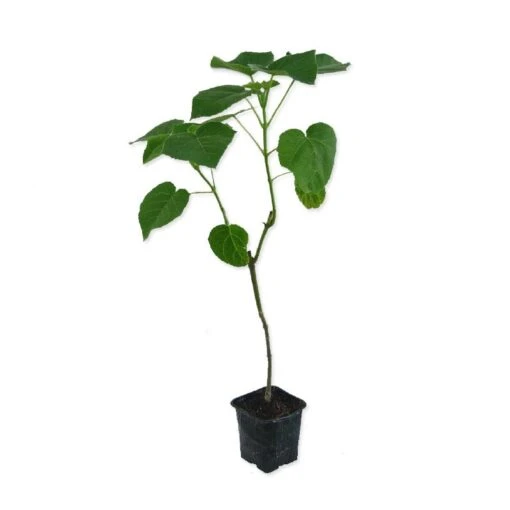 Paulownia Cotevisa 2 -Plants Ventas paulownia cotevisa 2