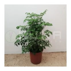 Plants Ventas -Plants Ventas radermachera sinica 1