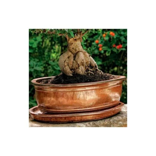 Tiesto ébano Con Plato -Plants Ventas tiesto ebano con plato